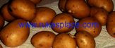 Potatoes for Skin
